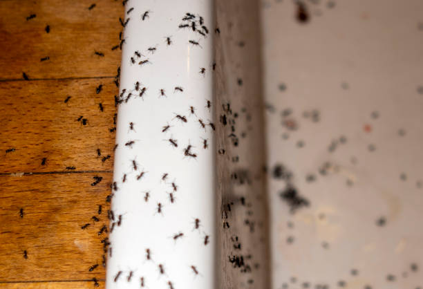 Best Ant Control Services  in Wakefield, KS