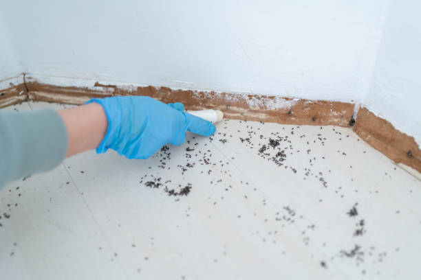 Trusted Wakefield, KS Pest Control Experts
